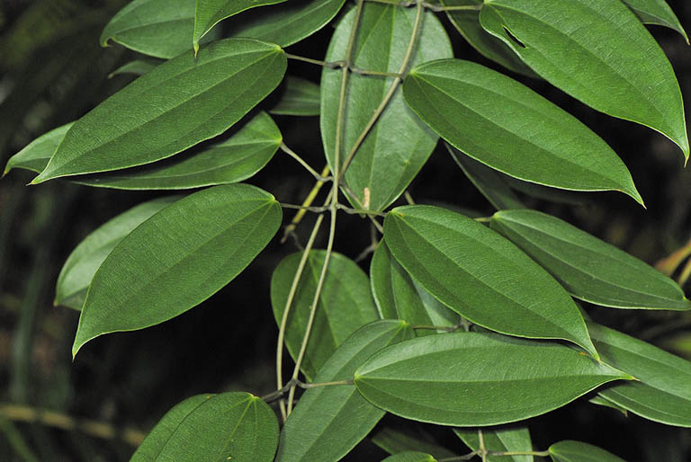cây củ nâu - Image 5