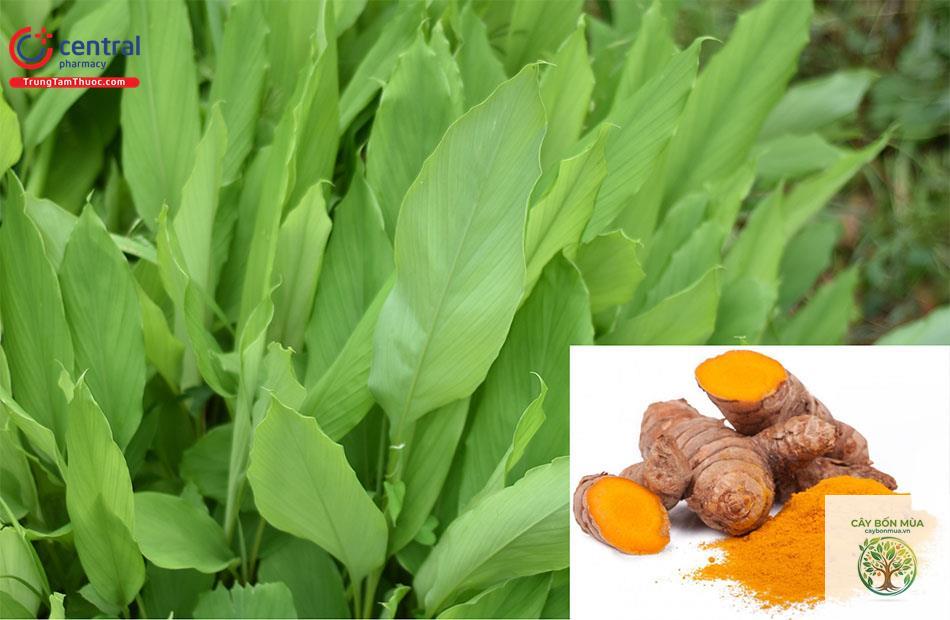 cây củ nghệ - Image 1