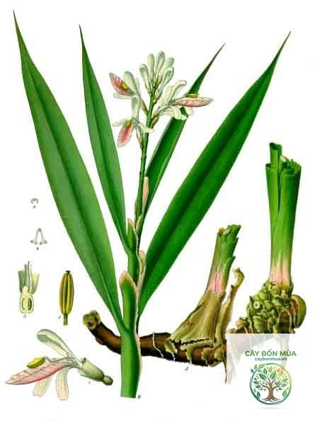 cây củ riềng - Image 2