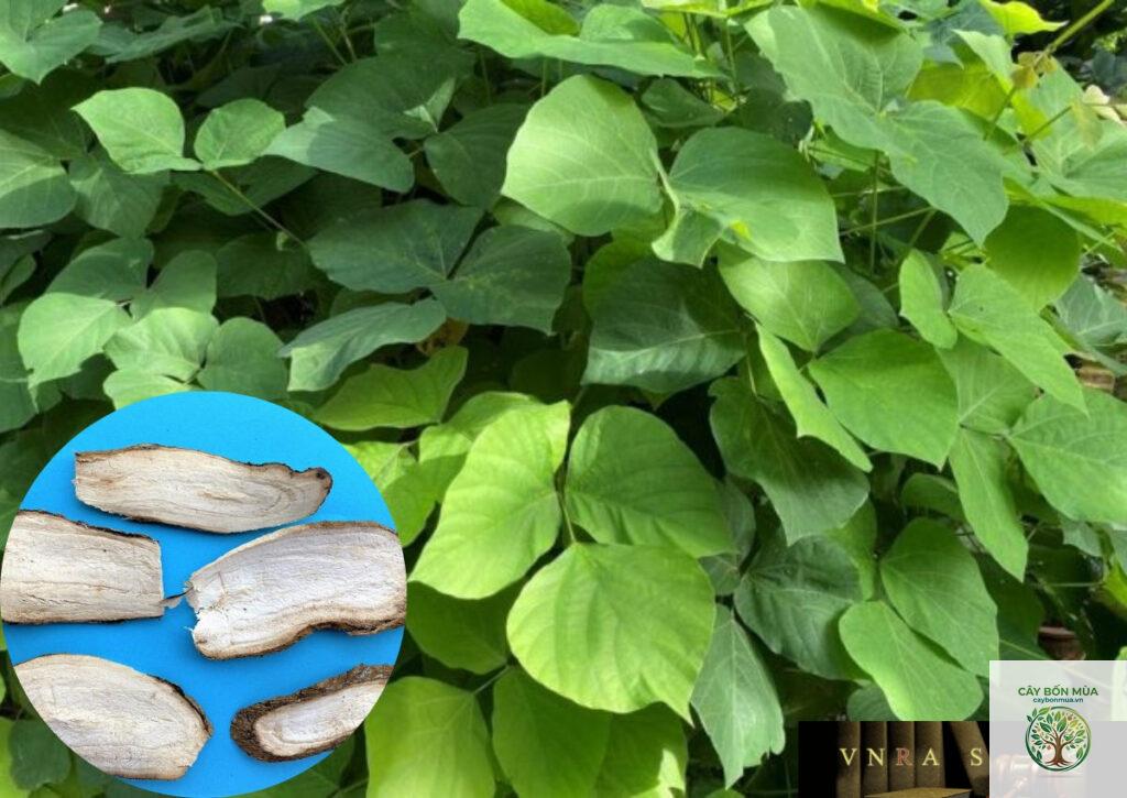 cây củ sắn dây