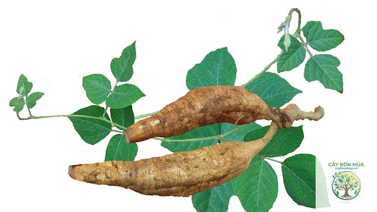 cây củ sắn dây - Image 2