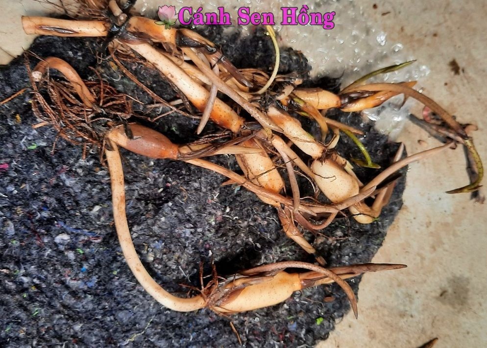 cây củ sen - Image 2