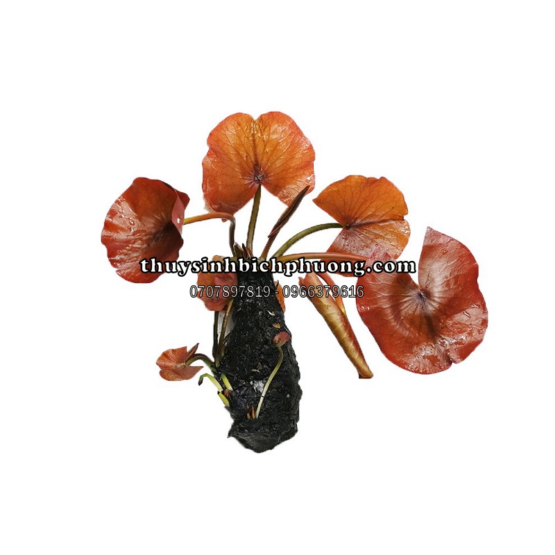 cây củ sen - Image 3