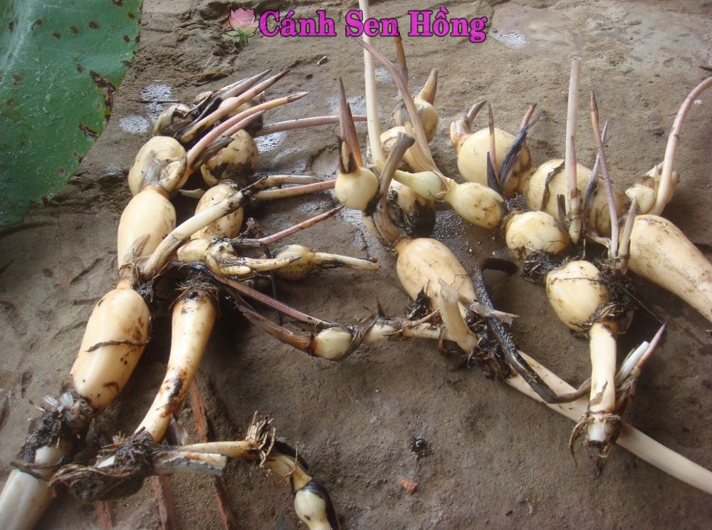 cây củ sen - Image 4