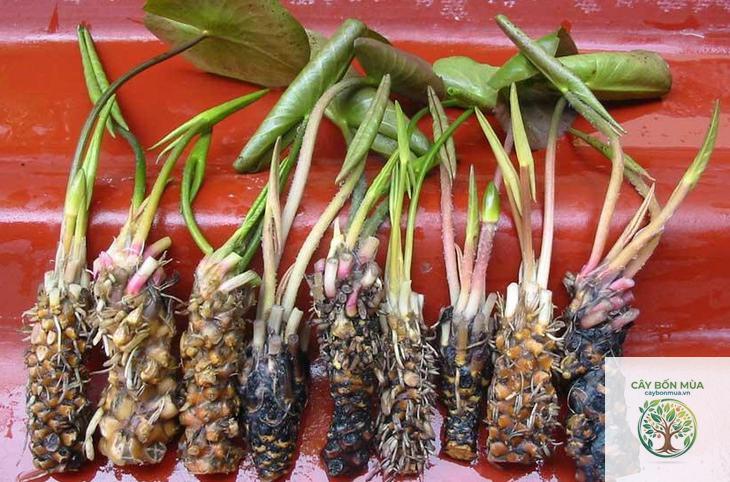 cây củ súng - Image 1