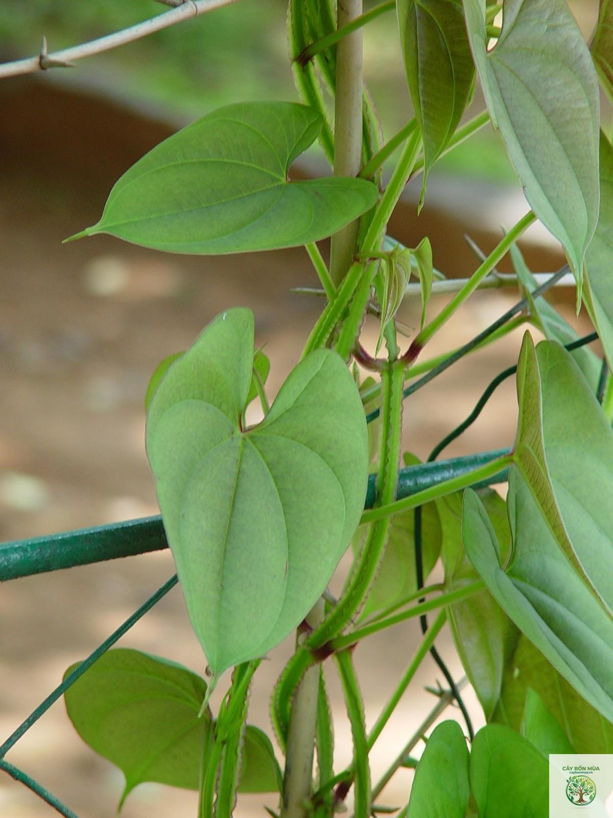 cây củ từ - Image 2