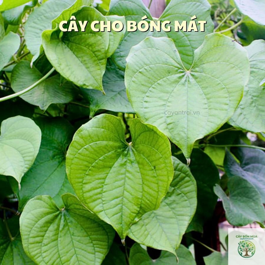 cây củ từ - Image 3