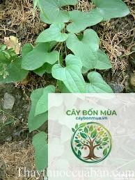 cây củ từ - Image 4