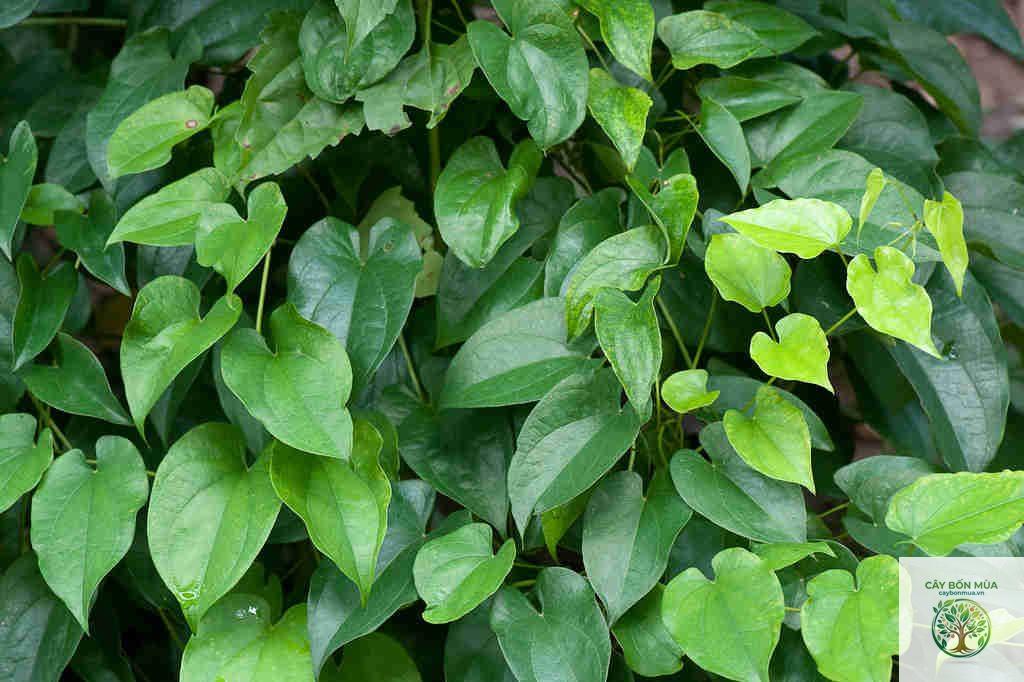 cây củ từ