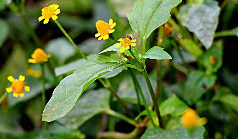 cây cúc áo - Image 5