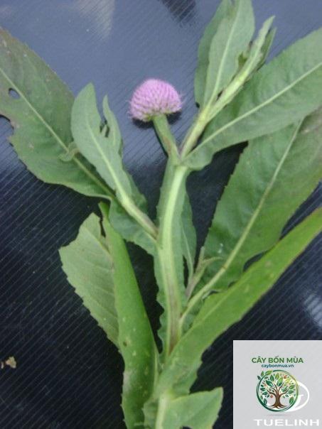 cây cúc chân vịt - Image 2