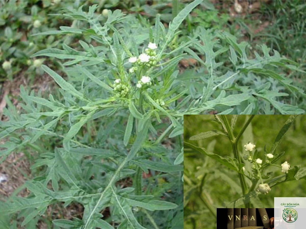 cây cúc dại - Image 2