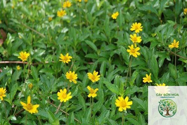 cây cúc dại