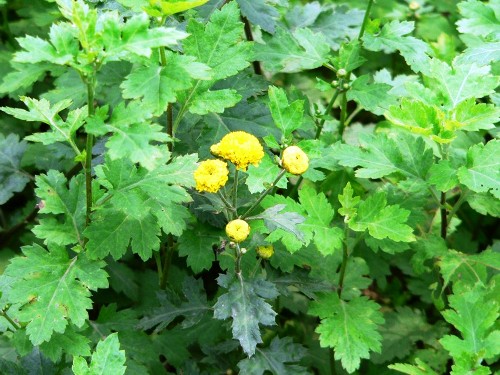 cây cúc hoa - Image 2