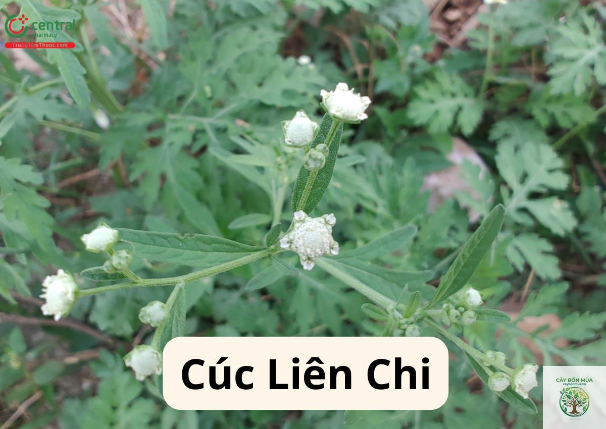 cây cúc liên chi - Image 5