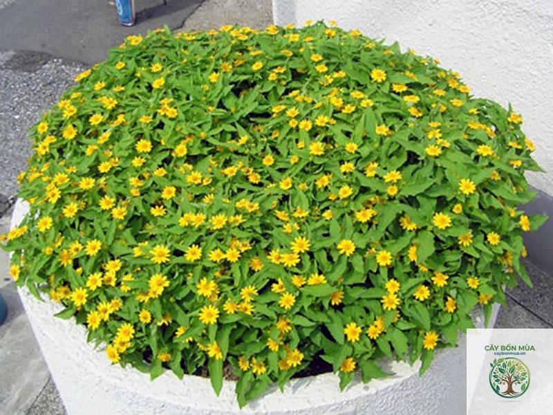 cây cúc mặt trời - Image 2