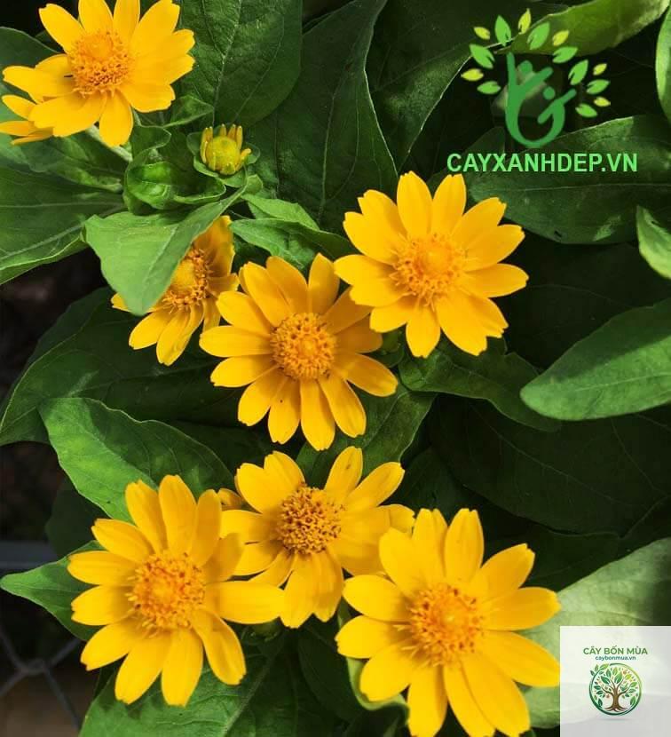 cây cúc mặt trời - Image 3