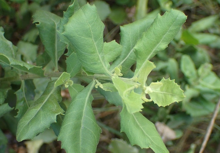 cây cúc tần - Image 2