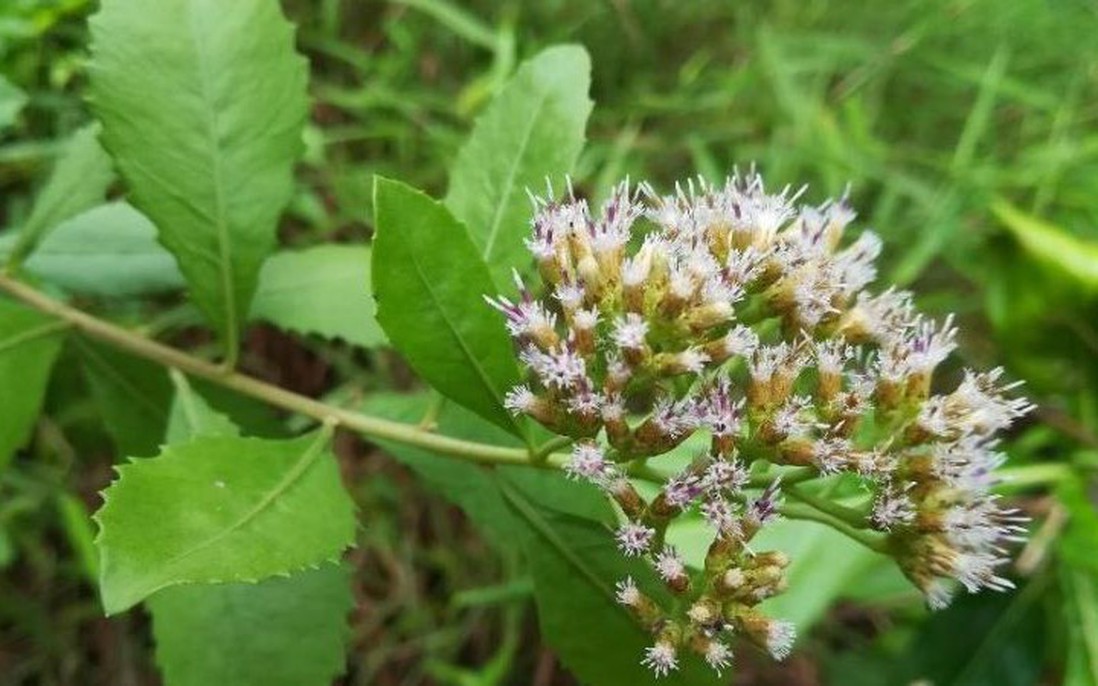 cây cúc tần - Image 3
