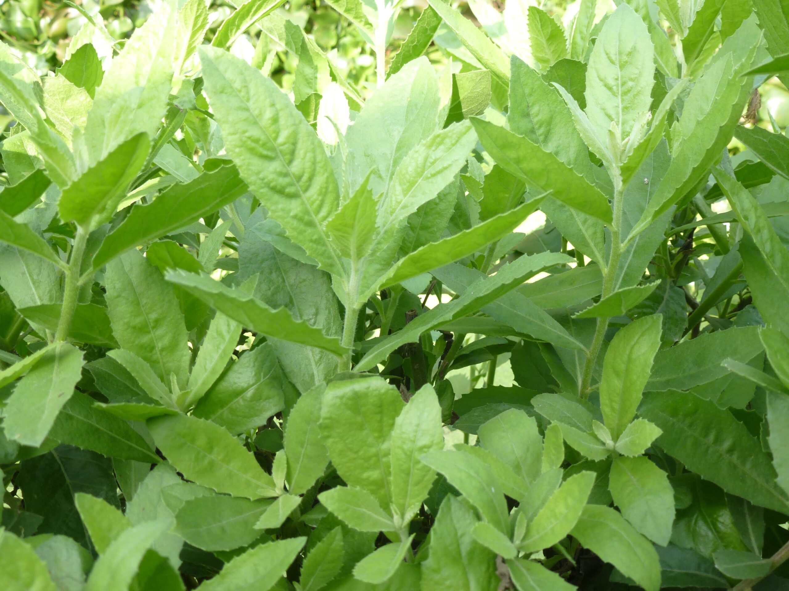 cây cúc tần - Image 4