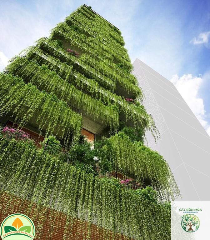 cây cúc tần Ấn Độ