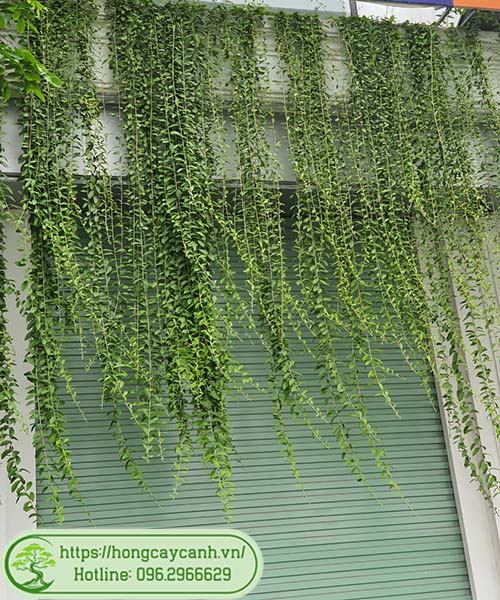 cây cúc tần Ấn Độ - Image 2
