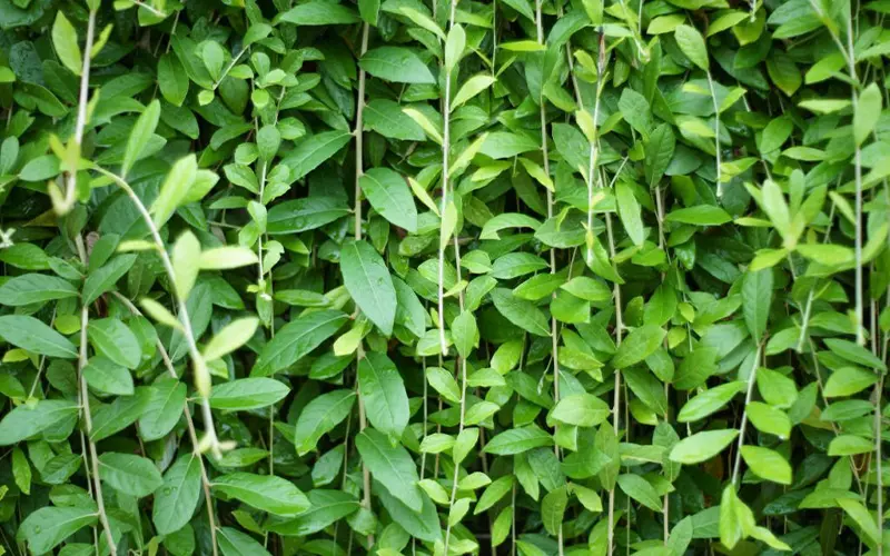 cây cúc tần Ấn Độ - Image 4