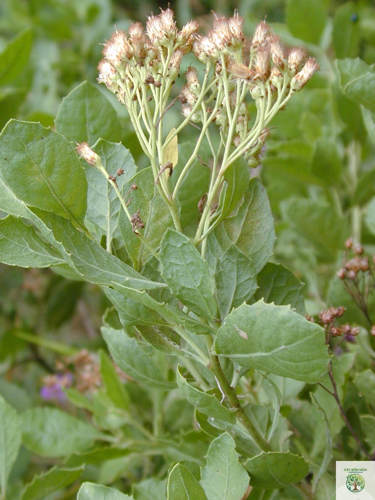 cây cúc tần lá lớn - Image 2