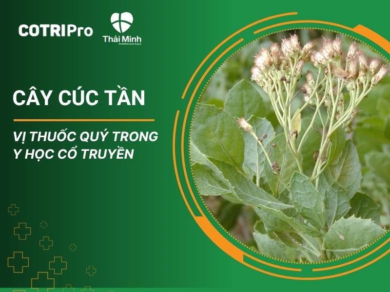 cây cúc tần lá lớn - Image 4
