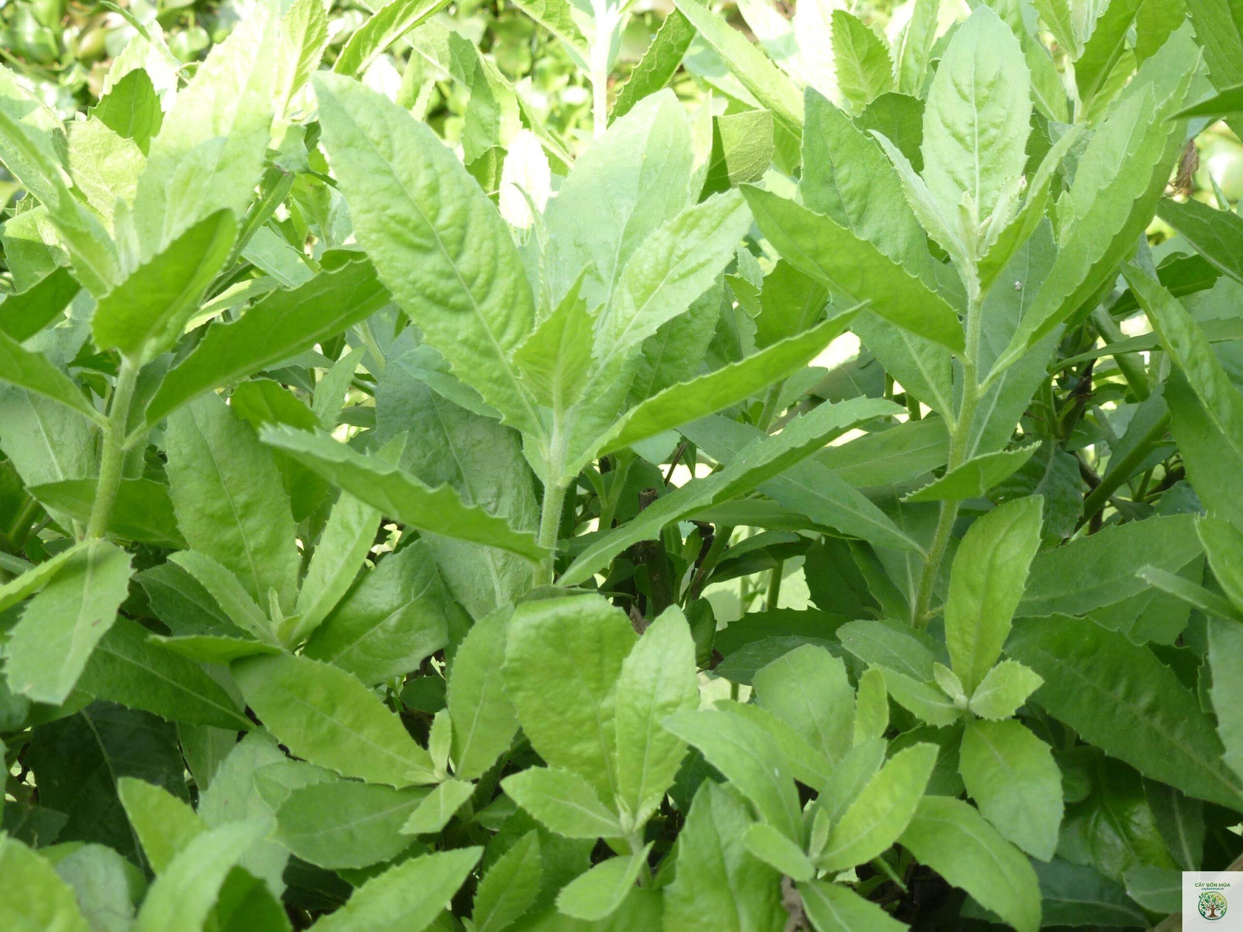 cây cúc tần lá lớn - Image 1