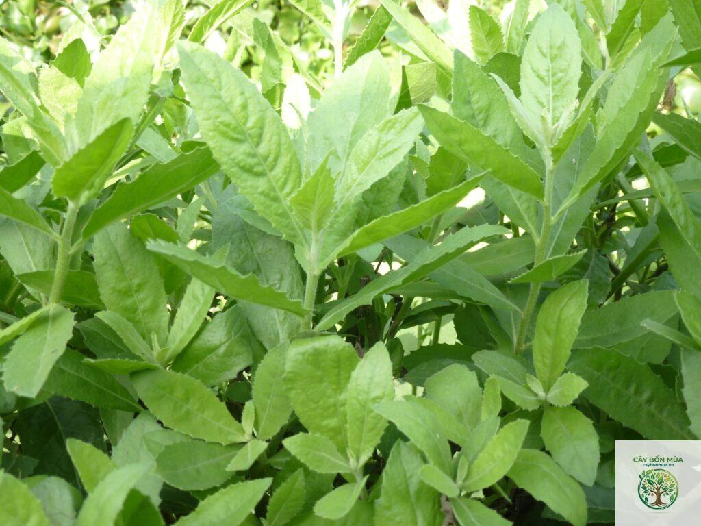 cây cúc tần lá nhỏ
