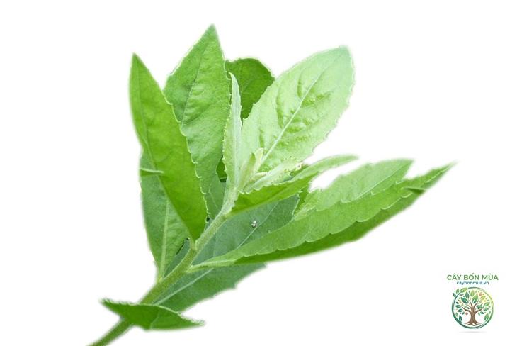 cây cúc tần lá nhỏ - Image 2
