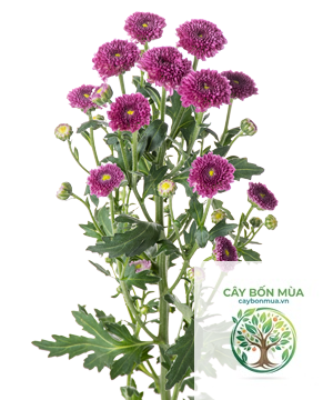 cây cúc tím - Image 5