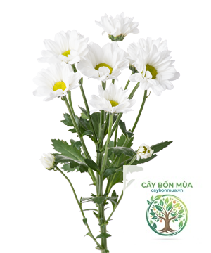 cây cúc trắng - Image 2