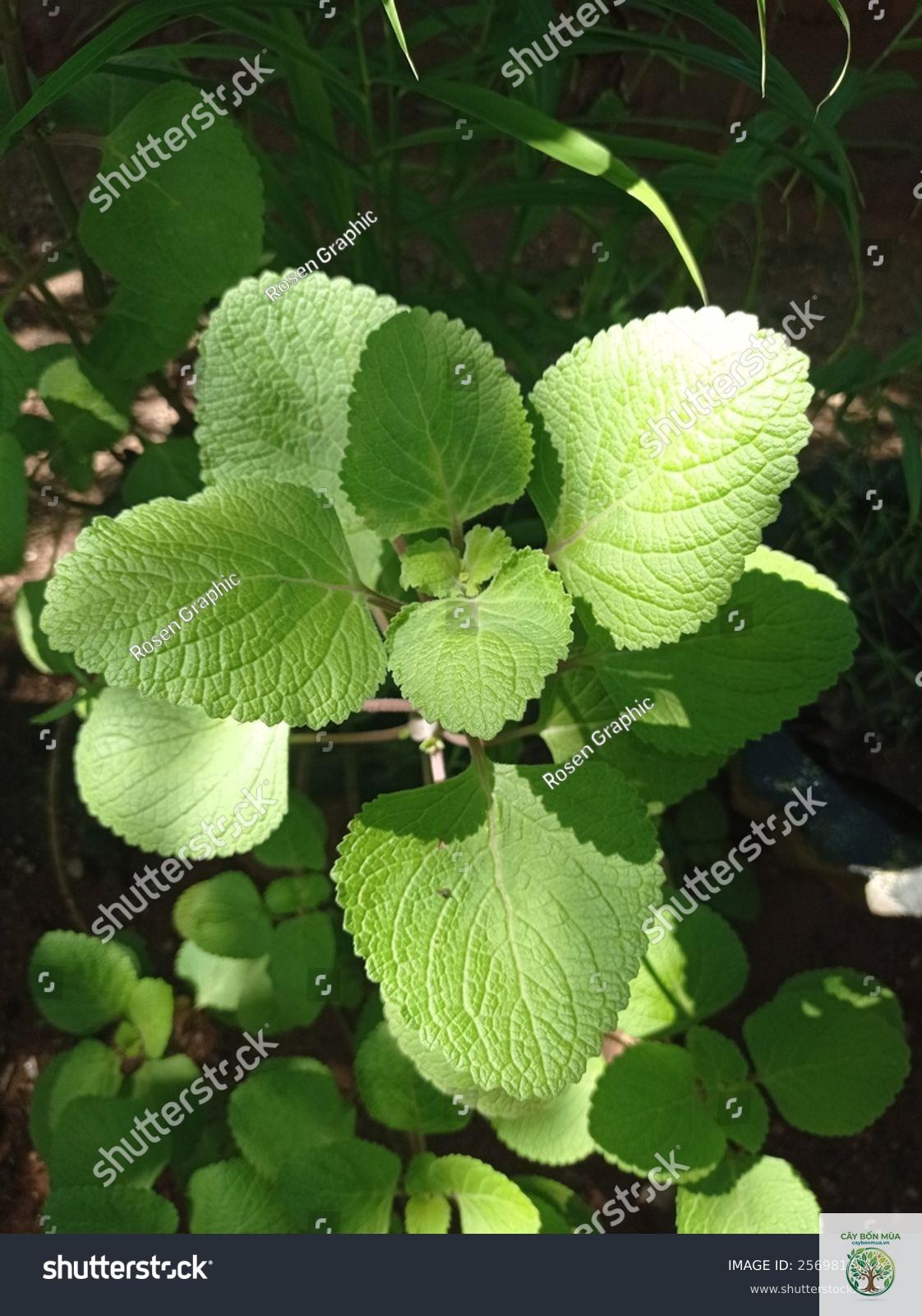 cây cumin - Image 3
