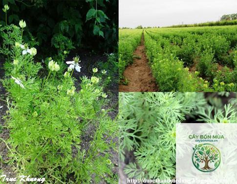 cây cumin - Image 4