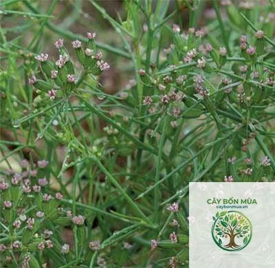 cây cumin Ai Cập - Image 2