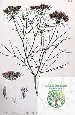 cây cumin Ai Cập - Image 5