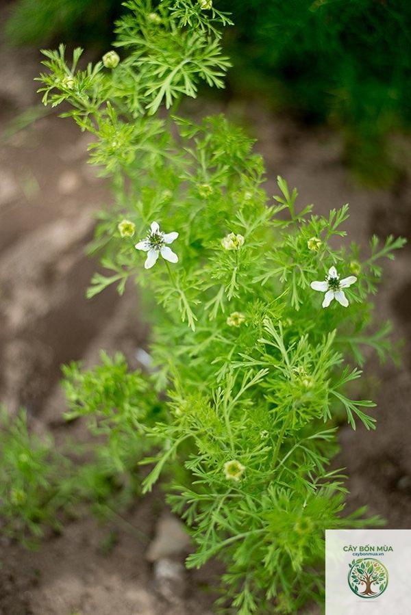 cây cumin Ấn Độ - Image 3