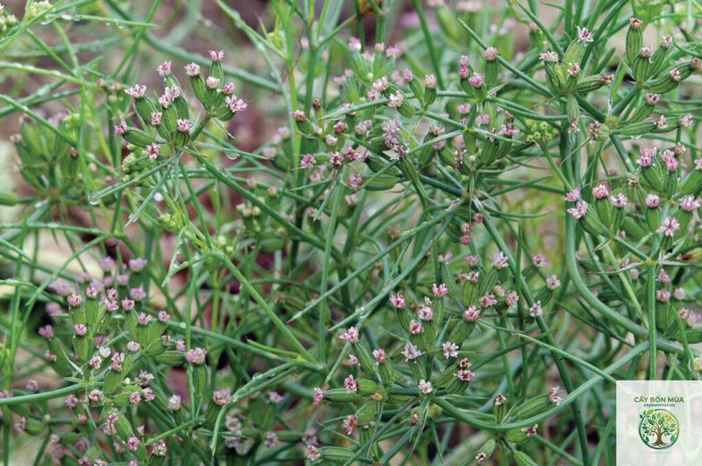 cây cumin Ethiopia