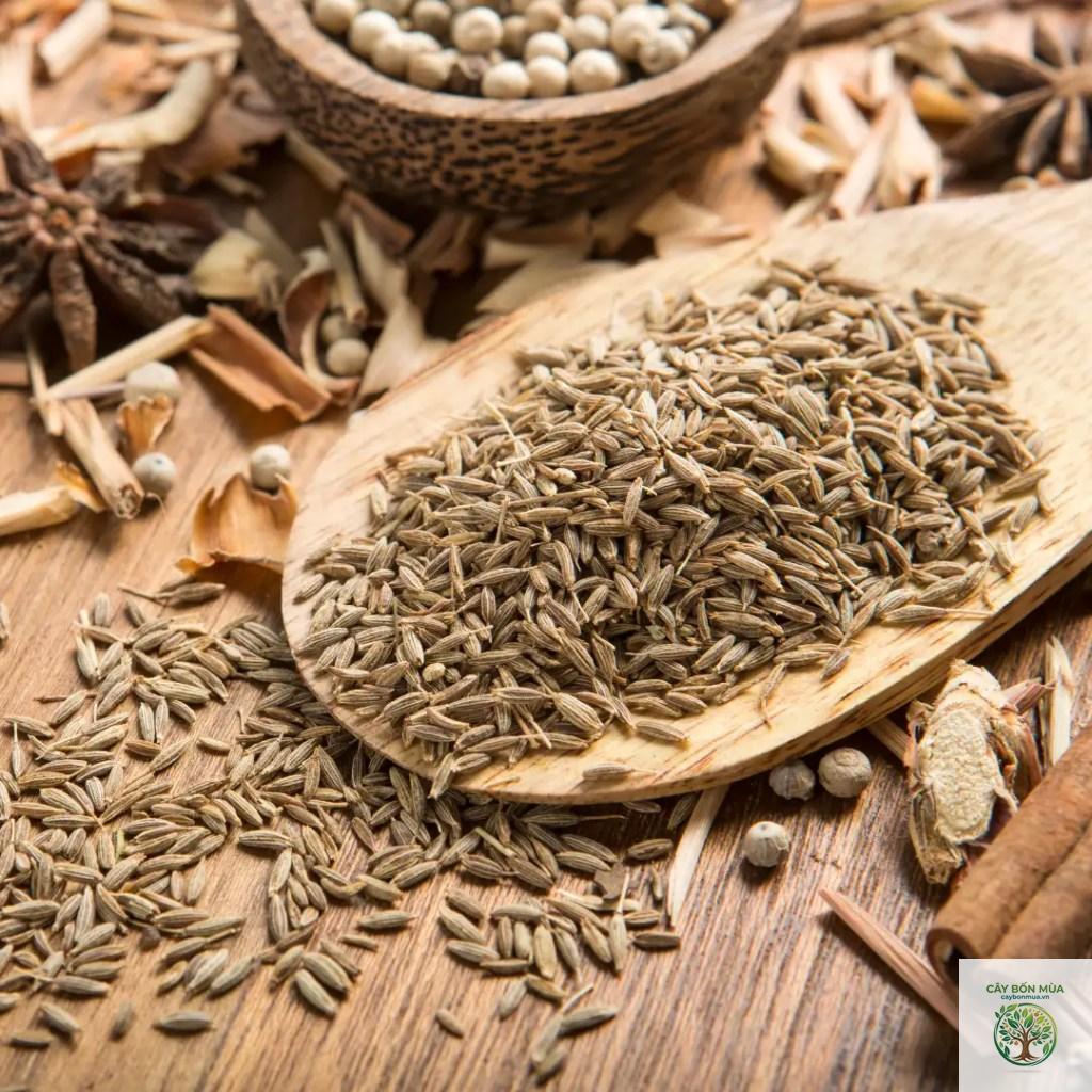 cây cumin Ethiopia - Image 4