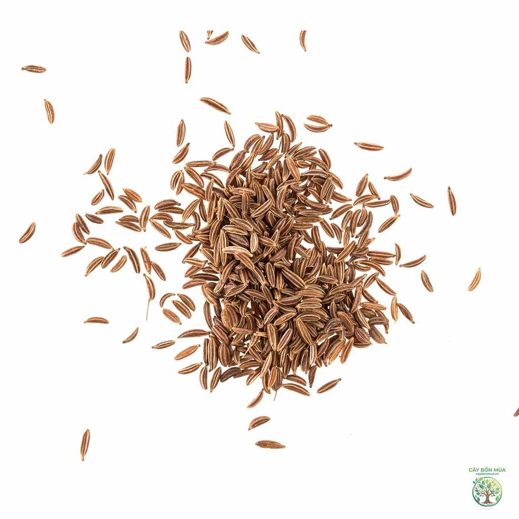 cây cumin Kashmir - Image 4