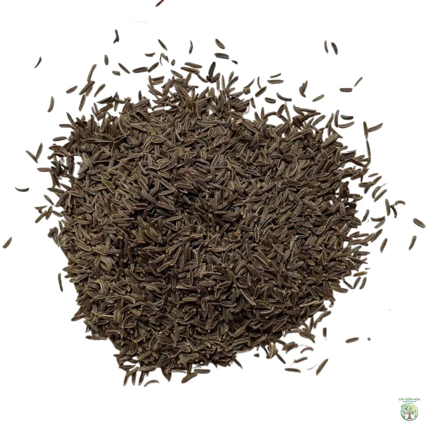 cây cumin Kashmir - Image 5