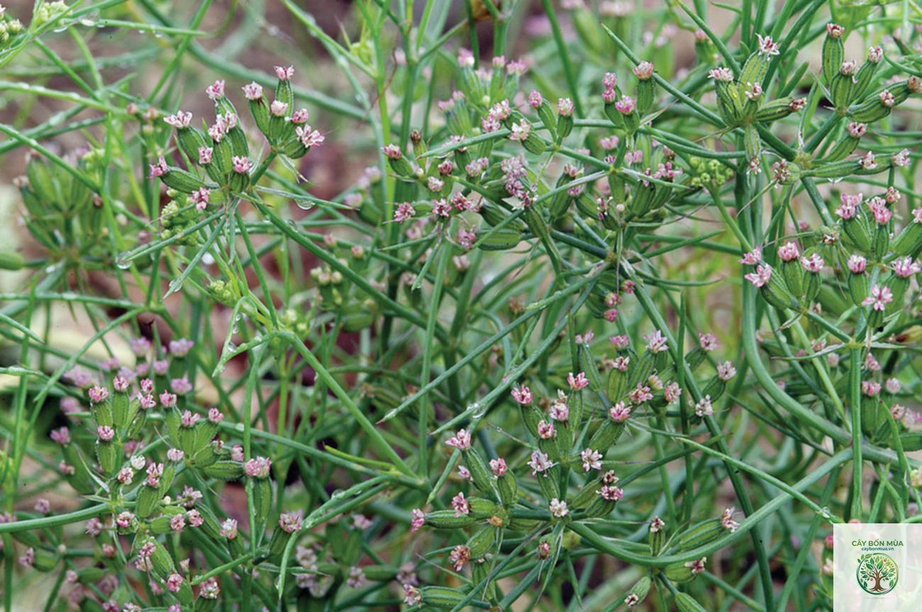 cây cumin Maroc - Image 2
