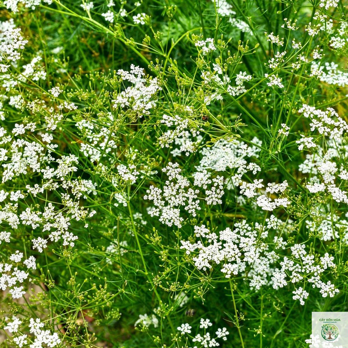 cây cumin Rajasthan - Image 2