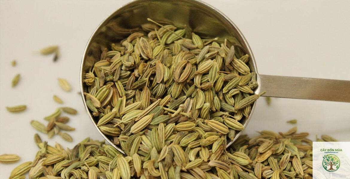 cây cumin Syria - Image 3