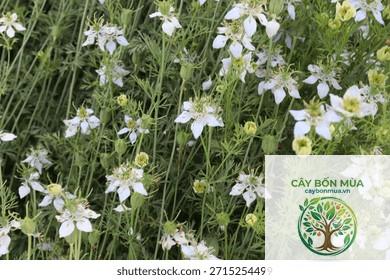 cây cumin đen - Image 3