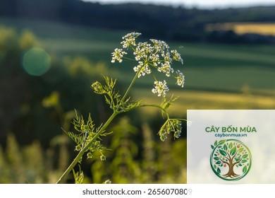 cây cumin trắng - Image 3