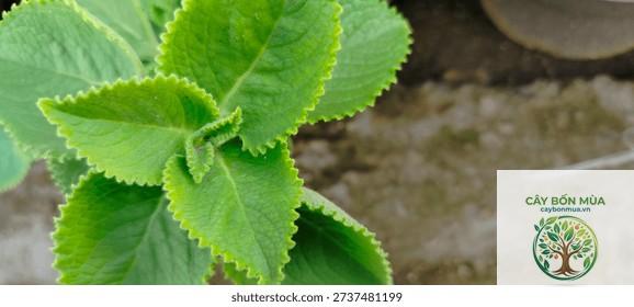 cây cumin xanh - Image 1