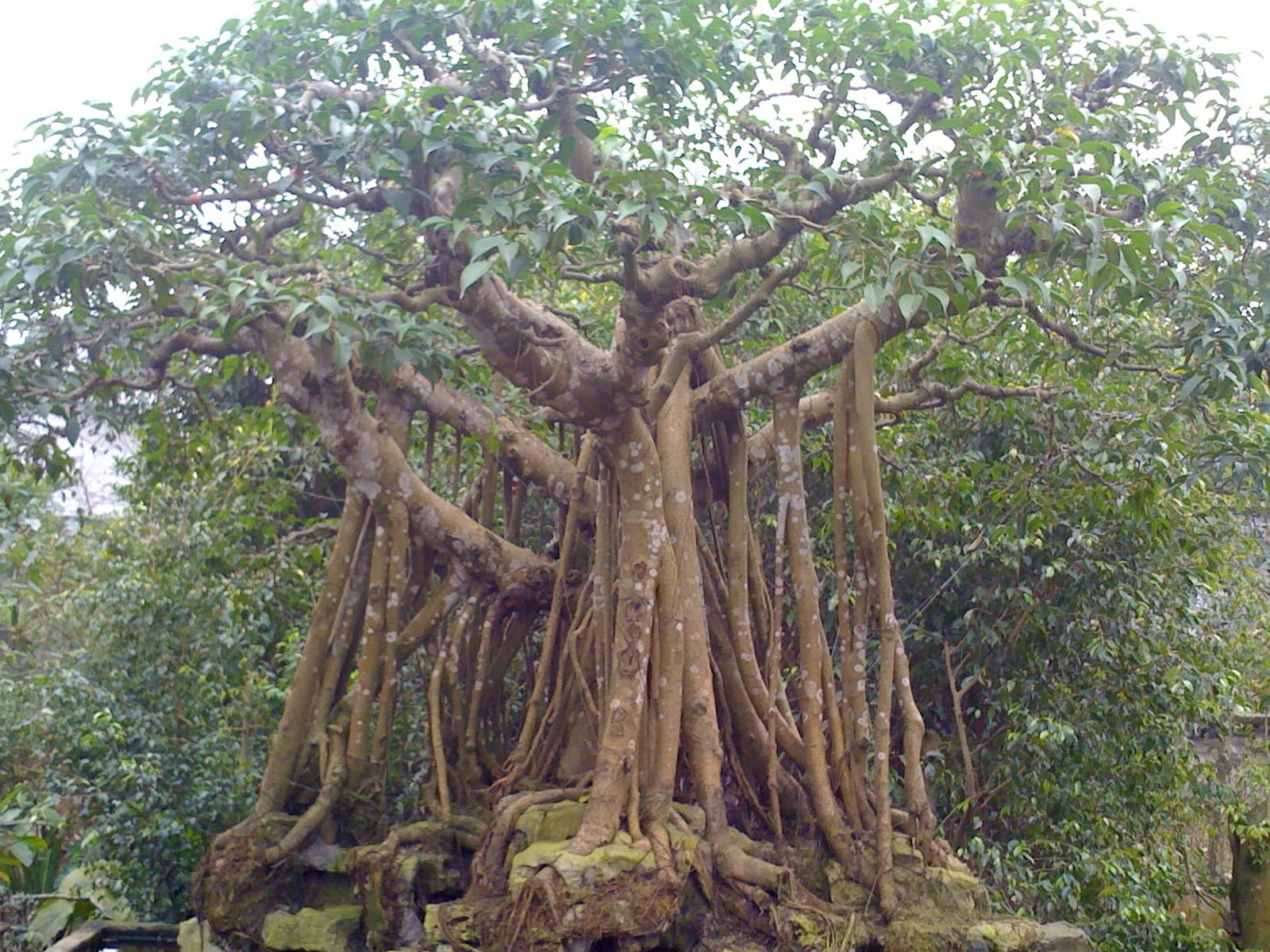 cây đa - Image 3